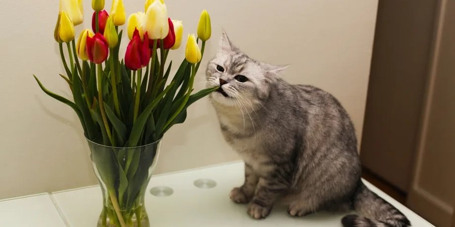 кот с букетом цветов