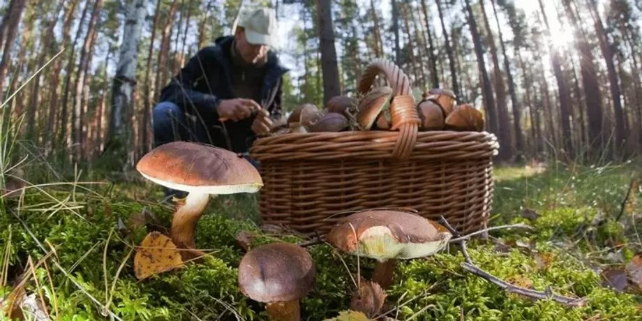 собирание грибов