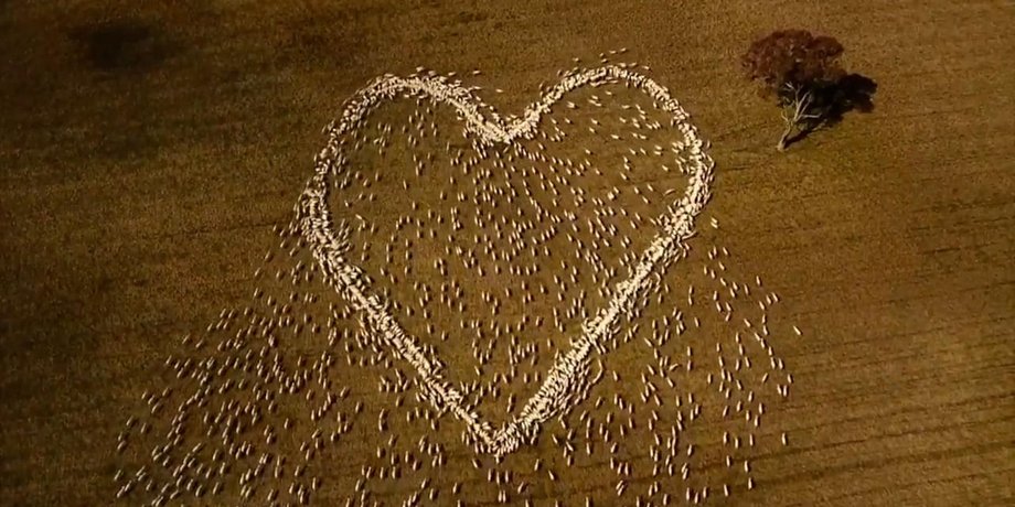 сердце из живых овец, поле, дрон, съемка