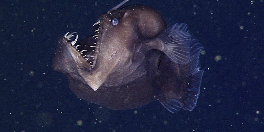 Морской черт. Фото: @MBARI_News