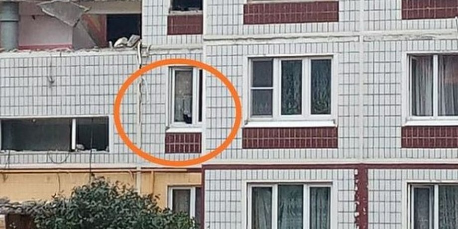 Ногинск, дом, кошка,