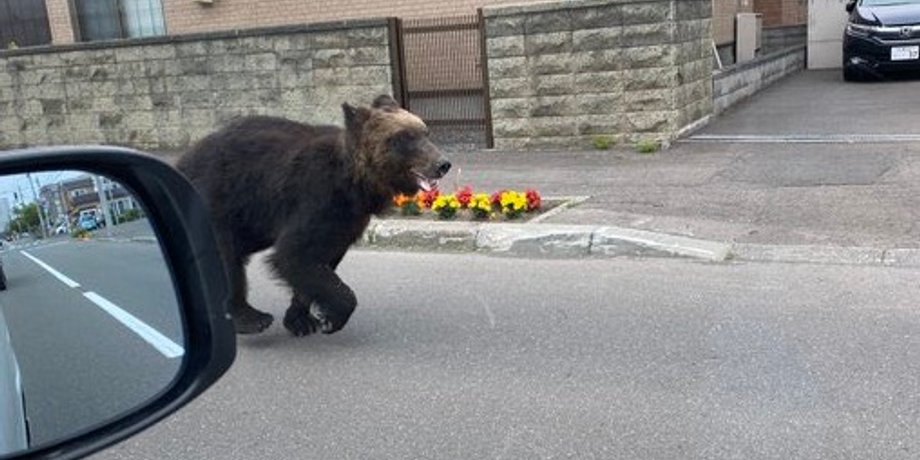 медведь, саппоро, япония