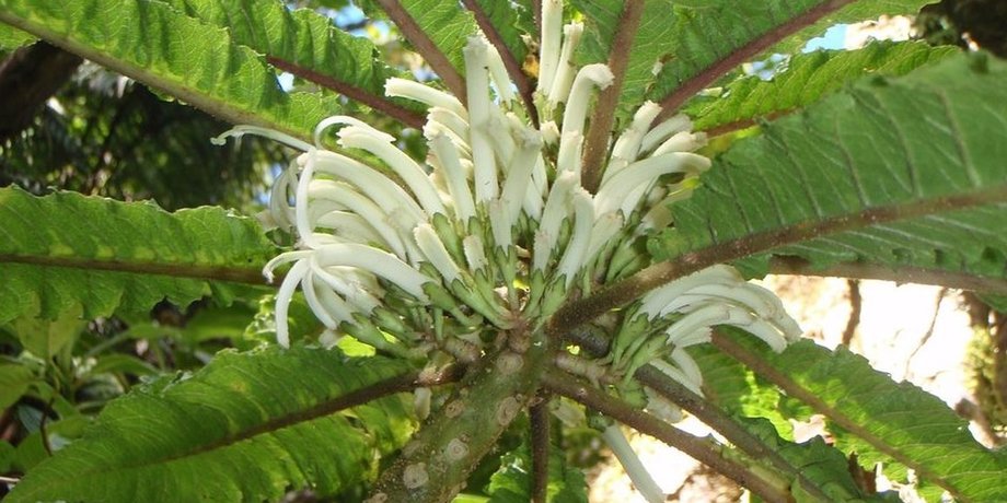 Cyanea heluensis