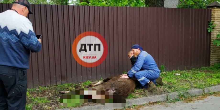 лось, сломанная нога, ворзель, фото