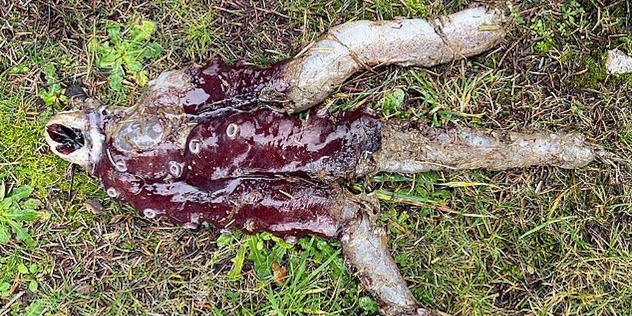осьминог семирукий