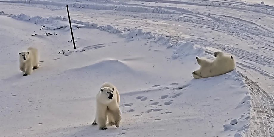 белые медведи белые медведи арктика