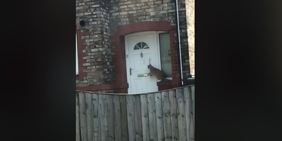Фото: Скриншот из видео