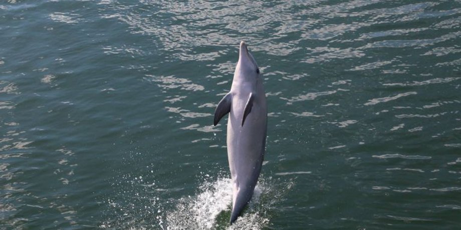 Самка дельфина Билли, научившая ходить на хвосте 9 своих сородичей. Whale and Dolphin Conservation|