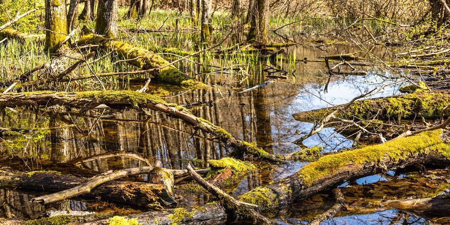 У Латвії відновлять болота на кордоні з Росією