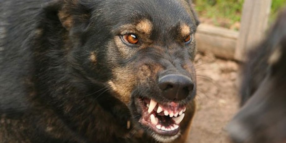 Фото: infodog.ru
