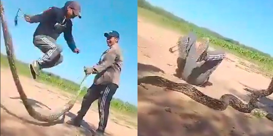 Мужчины использовали змею в качестве скакалки, вирусное видео, прыгали через змею, жестокое обращение с животными, змея,