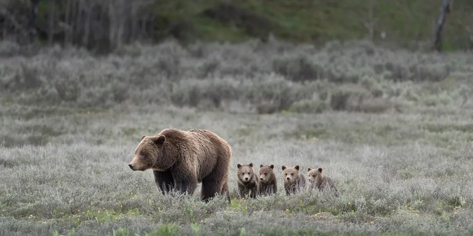 гризли, самка гризли, гризли самка с детенышами