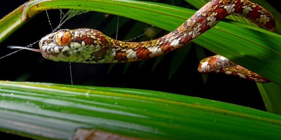 змія, Sibon irmelindicaprioae