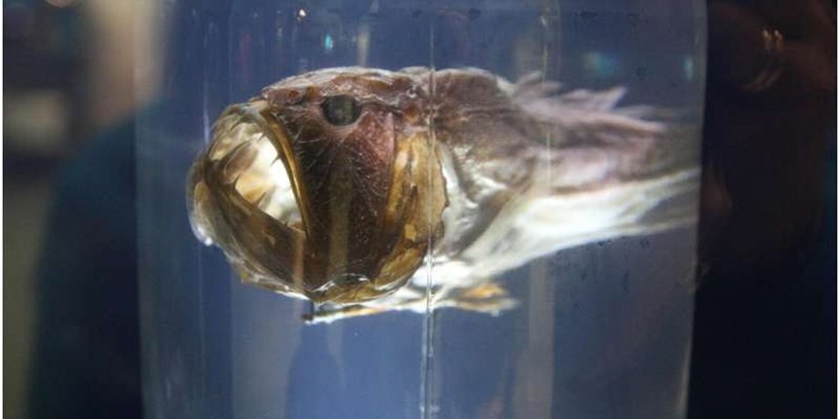 морской дьявол, удильщик