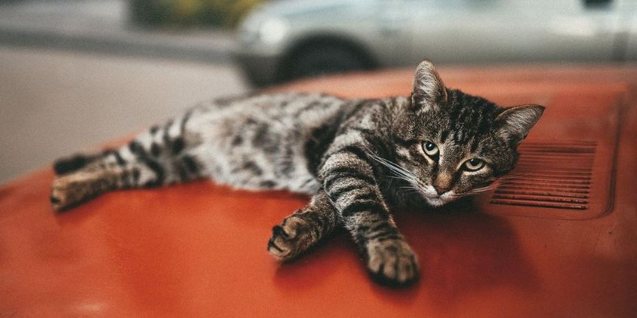 Мужчина увидел на капоте своего авто отпечаток кота, потом он нашел записку и узнал, что произошло ночью