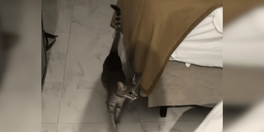 Рождение котят