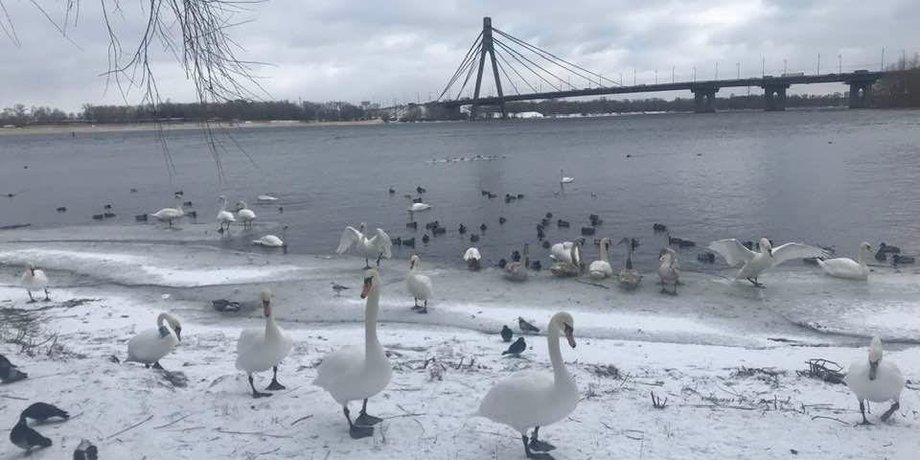 лебеди в парке Киева, лебеди парк наталка