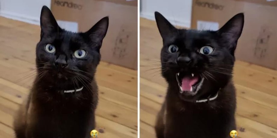 чёрная кошка
