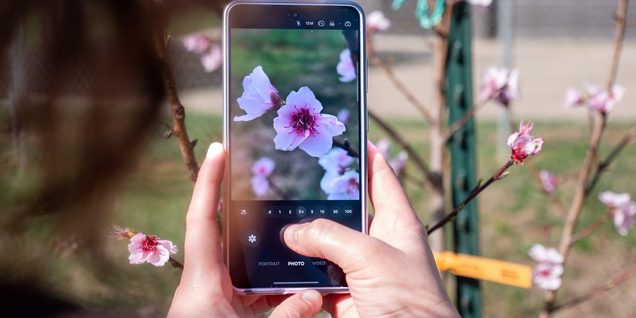 Samsung Galaxy S26 Ultra cъемка на смартфон цветы