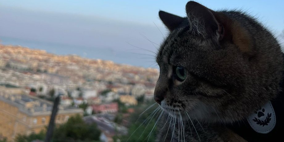 Кот Степан