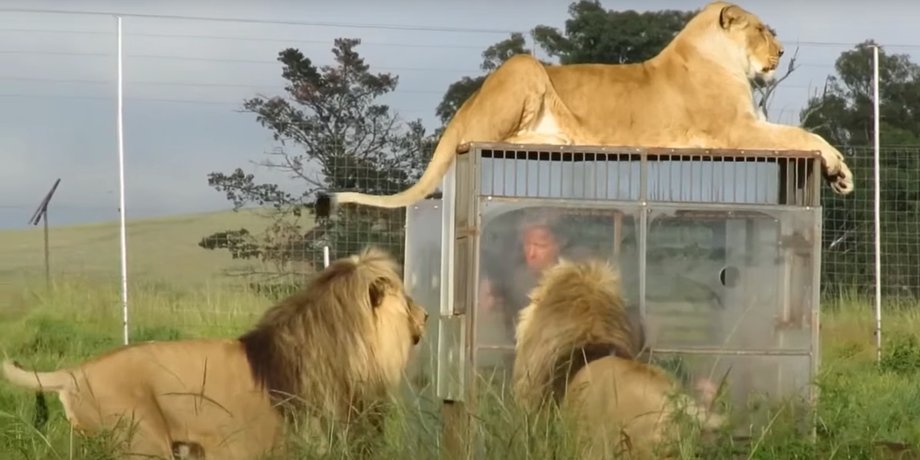 львиный заповедник GG Conservation в Южной Африке