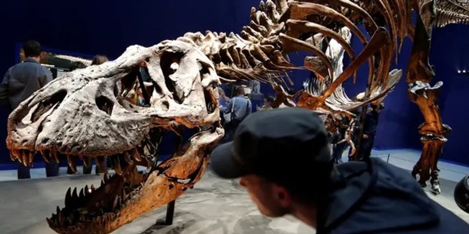 Tyrannosaurus rex, тиранозавр, скелет