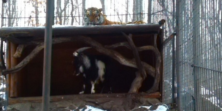 Тигр подружился с козлом / Фото: safaripark25.ru