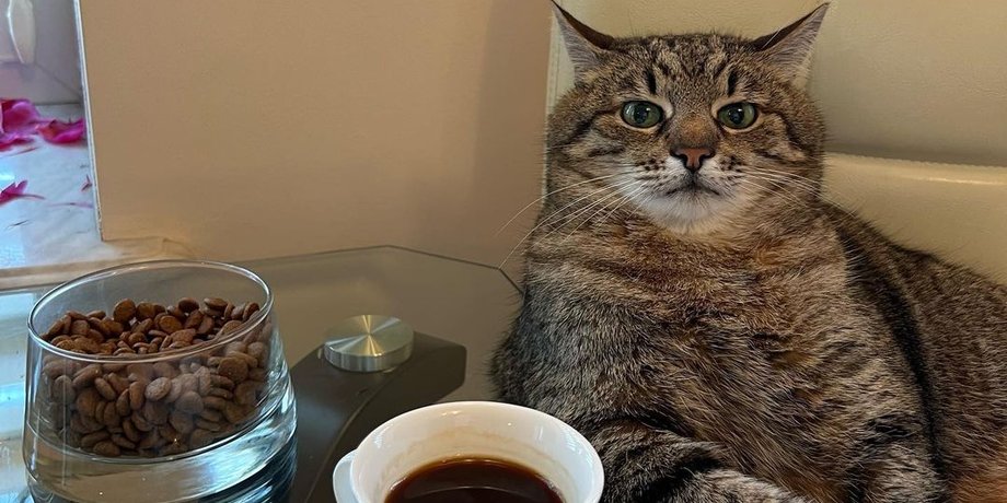 Кот Степан