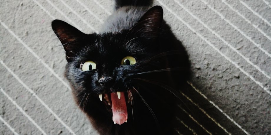 коти, собаки, нічний тигдик, біг ночами, чому коти бігають ночами, чому собаки божеволіють