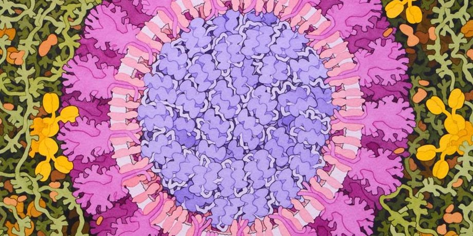 Иллюстрация: David Goodsell