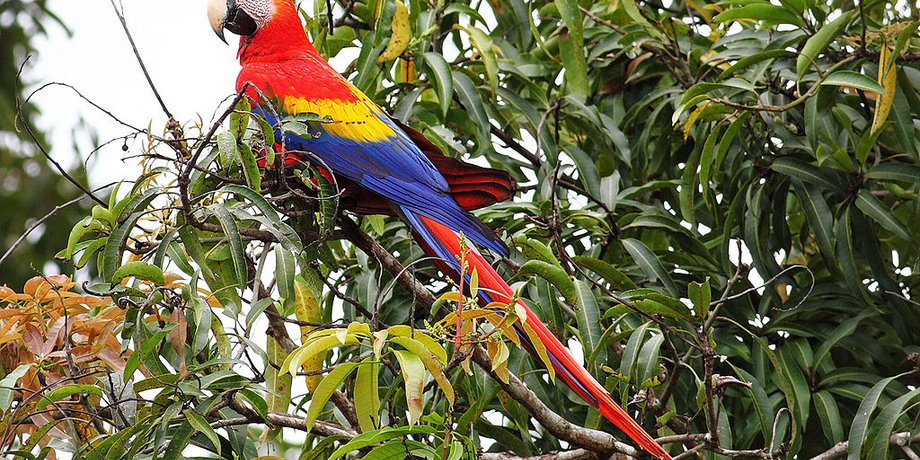 Фото:Benjamint444,commons.wikimedia.org