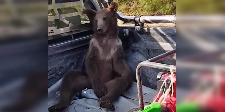 п'яний ведмідь, скажений мед, мед галюциногенний,