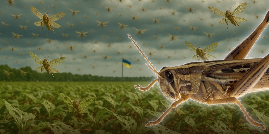 нашествие саранчи, саранча украина угроза, урожай украина саранча, урожай украина саранча