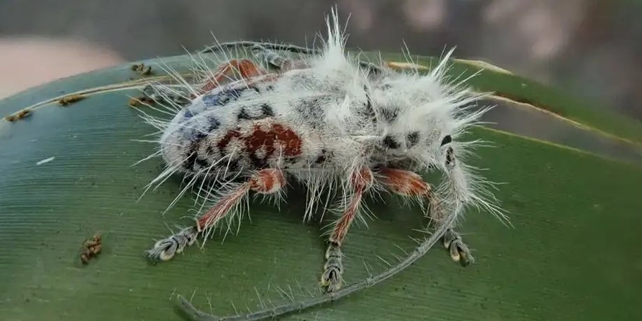 жук, новый вид, Excastra albopilosa