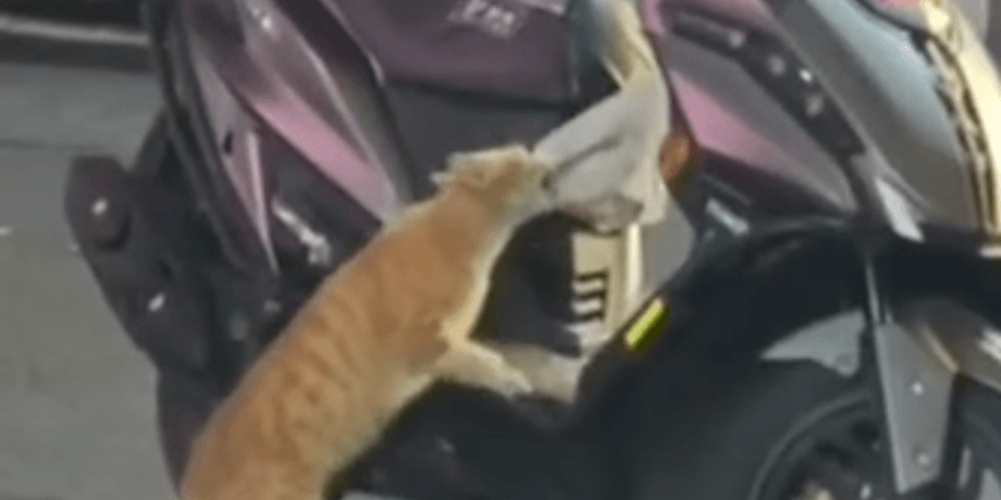 кот
