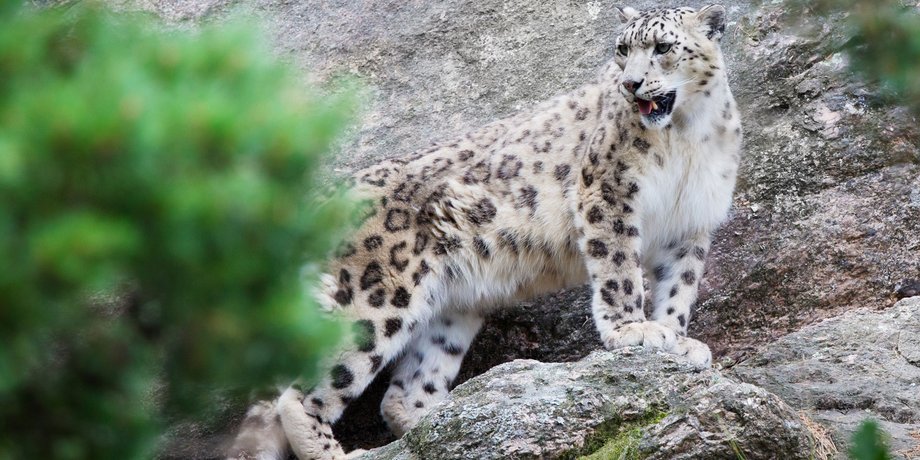 Снежный барс / Фото: naturalworldsafaris.com