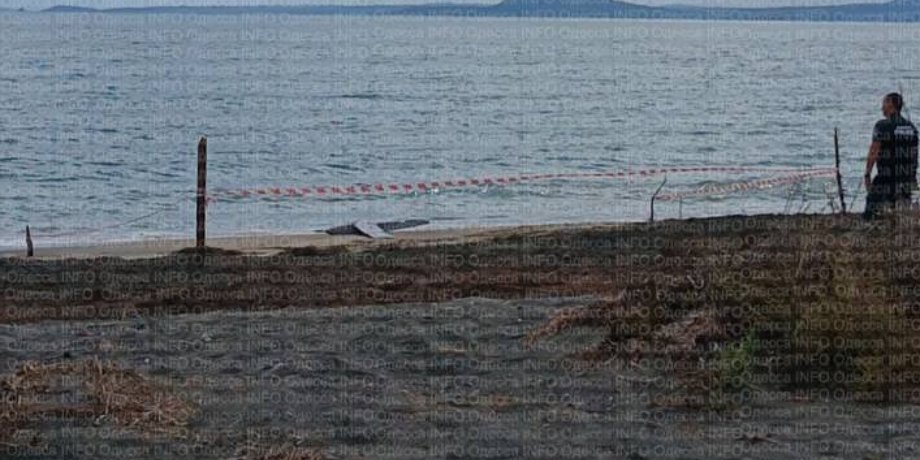 На берег Болгарії викинуло уламки дрона РФ