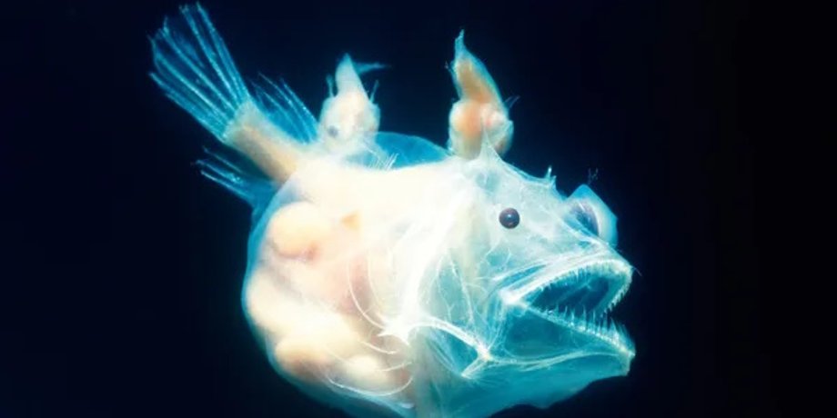 морской черт, морской черт размножение, морской черт брачный ритуал