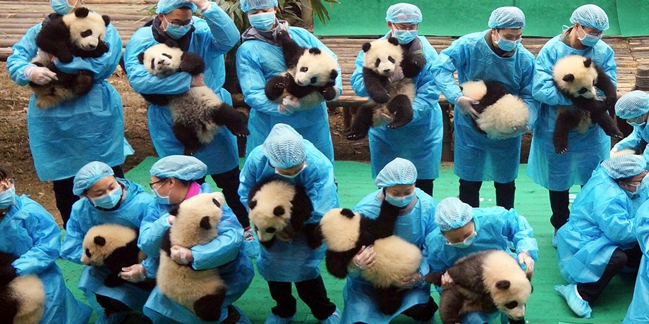 Фото: Chengdu Research Base of Giant Panda