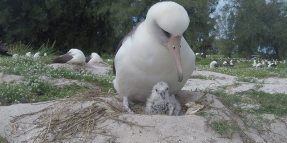 Фото: Bob Peyton/USFWS