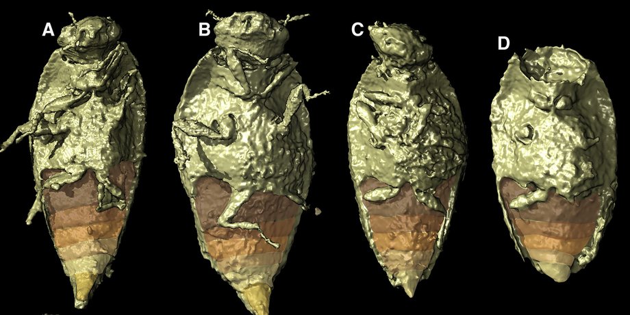 Triamyxa coprolithica, самый древний жук