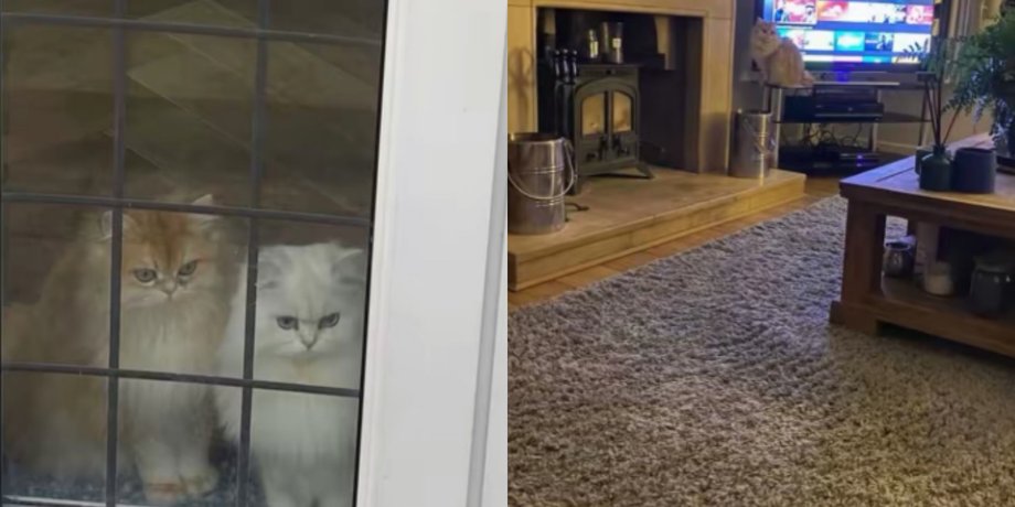 коты дом