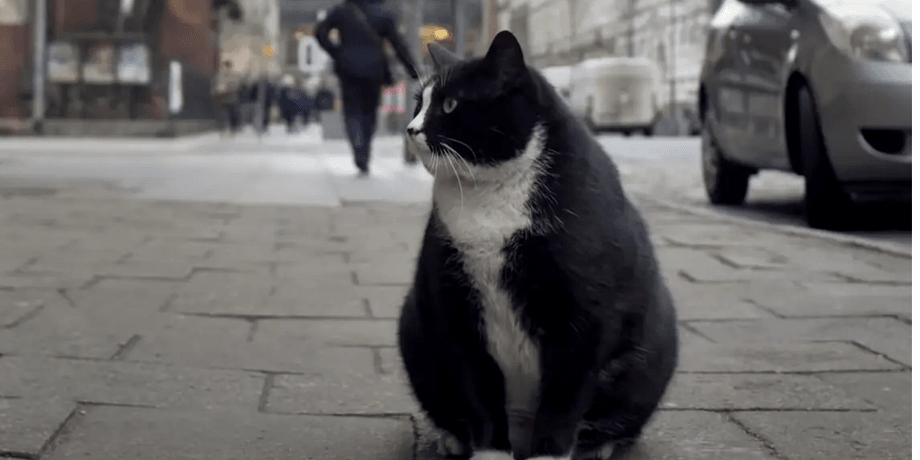 кот Гацек, Гацек