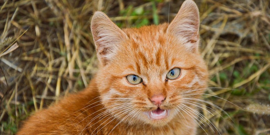 Секрет рудих котів у генах
