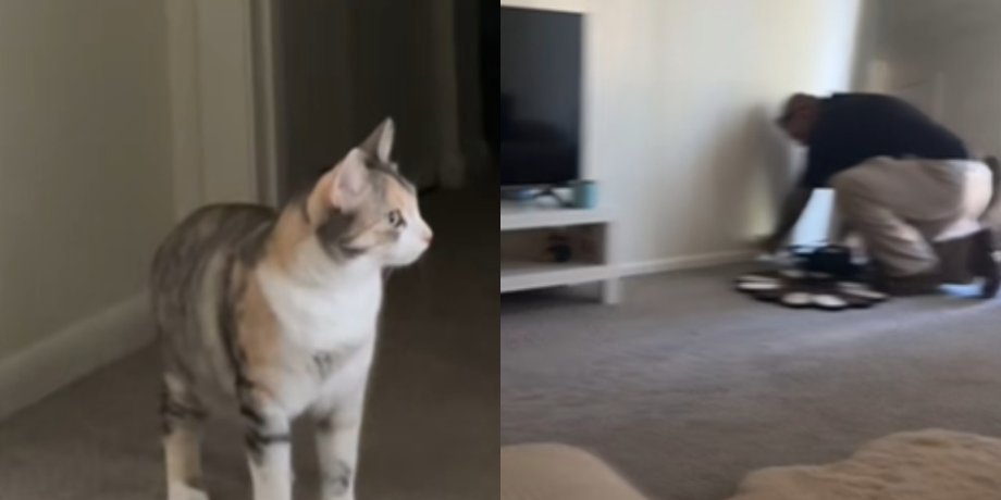 кошка