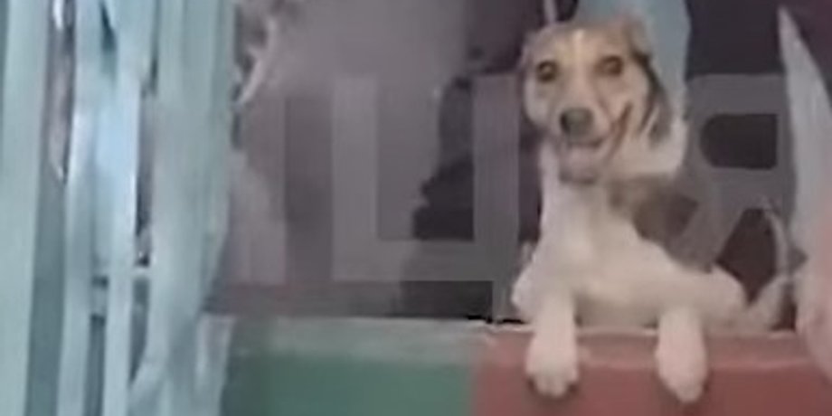 Спасли собаку
