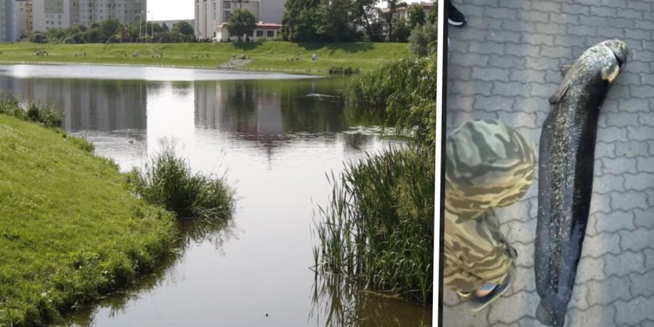 Сом, выловленный из озера в Варшаве
