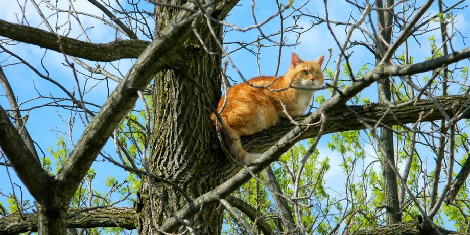 Что делать, если ваша кошка застряла на дереве