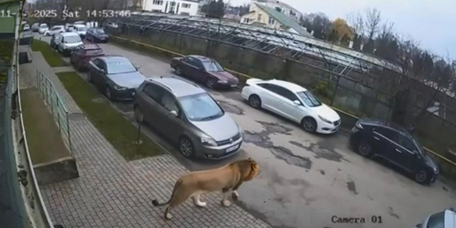 Лев гуляє у Хмельницькому