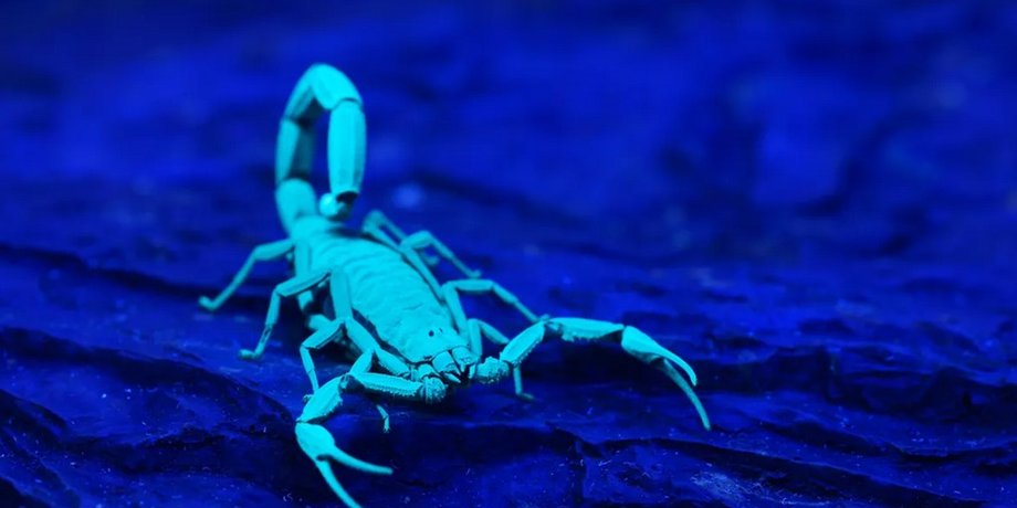 ультрафіолет, скорпіон, чорне світло